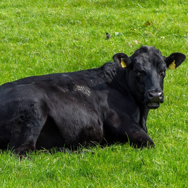 One Cow Lying Green Grass Portrait Cow Black Cow Green — Stock Photo, Image