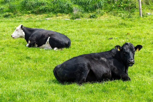 Vache Noire Couchée Sur Champ Herbe Verte Vaches Pâturage Gratuit — Photo