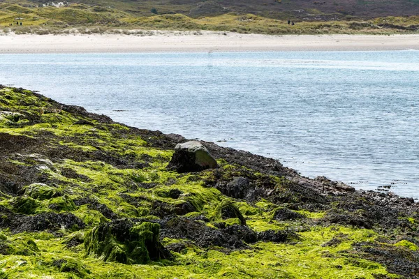 Las Rocas Costeras Están Cubiertas Algas Después Marea Baja Paisaje — Foto de Stock