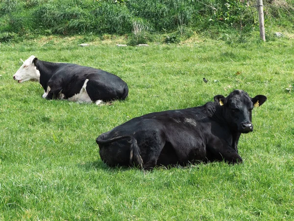 Чёрная Корова Лежит Зелёной Траве Коровы Свободном Выпасе — стоковое фото