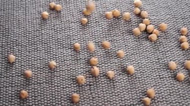 Kurumuş kahverengi nohutlar ağır çekimde gri bir jute rustik paspasın üzerine düşüyor. Sağlıklı organik baklagiller yakın plan. Döndürme