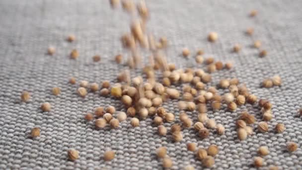 Les Graines Coriandre Séchées Biologiques Tombent Sur Tissu Rugueux Jute — Video
