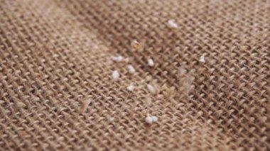 Düşen amaranth tanecikleri ağır çekimde kırsal bir çuval bezi yüzeyinde patladı. Kuru amaranthus tohumları. Makro. Süper yiyecek konsepti