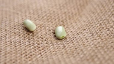 Kuru yeşil Verdina fasulyeleri kırsal bir mutfağa kırıntılarla dolu kaba bir çuval bezi düşerler. Makro. Ağır çekim. Çiğ organik baklagiller yakın çekim
