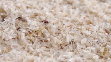 Kuru psyllium kabuğu. Yavaş dönüş. Makro