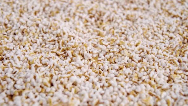 Amarante Fait Éclater Des Grains Amaranthus Graines Gonflées Sans Gluten — Video