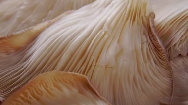 Taze istiridye mantarı. Yenilebilir sebze yetiştirilmiş malzeme. Makro. Yavaş dönüş. Pleurotus ostreatus mantar solungacı