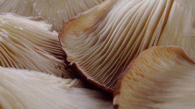 Pleurotus ostreatus solungaçlı yenilebilir mantar. Makro. Yavaş döndürme