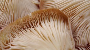 İstiridye mantarı veya Pleurotus ostreatus yenilebilir ekilmiş mantar. Makro. Döndürme. Solungaçlar kapansın. Sebze taze yiyecek.