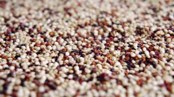 Sementes Quinoa Misturadas Secas Grãos Não Cozidos Comida Vegetariana Macro — Vídeo de Stock