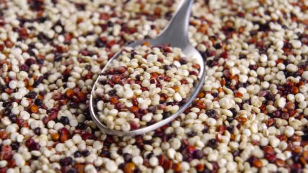 Quinoa Uncooked Seeds Full Spoon Various Grains Gluten Free Macro — Stock Video
