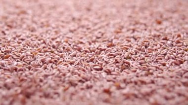 Psilyum tohumları. Ağır çekimde bir yığının içine düşmek. Makro. Ispagula tahıl taneleri. Bitkisel yemek. Dolly vurdu.