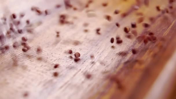 Raw Red Quinoa Seeds Falling Wooden Surface Macro Dry Grains — 图库视频影像