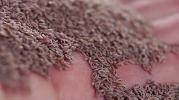 Handful Psyllium Hand Falling Seeds Slow Motion Macro Shot Soft — стоковое видео