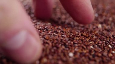 Red quinoa grains falling on a pile from the hand in slow motion. Macro shot. Gluten free cereal nutrition