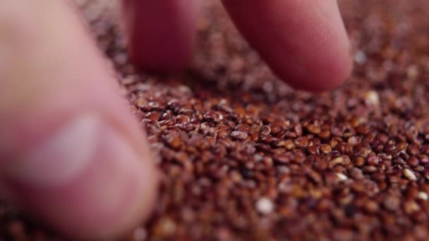 スローモーションで手から山に落ちる赤いキノアの穀物 マクロショット グルテンフリー シリアル栄養 — ストック動画