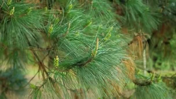 Borovicová Větev Zelenými Čerstvými Jehličkami Květinami Mladé Kužely Divokém Lese — Stock video