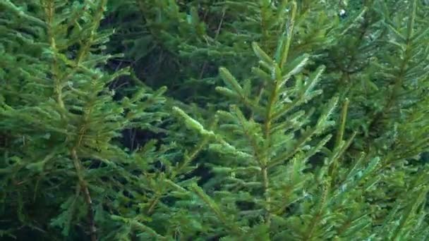 Heldere Groene Dennenbomen Takken Sluit Maar Kerstsparren Het Bos — Stockvideo