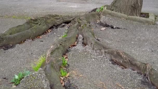 Ασφαλτοστρωμένο Πεζοδρόμιο Κατεστραμμένο Από Φυτρωμένες Ρίζες Δέντρων Κλείσε — Αρχείο Βίντεο