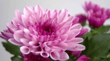 Pembe yıldız çiçeği. Pembe taç yaprakları kapanıyor. Makro. Döndürme