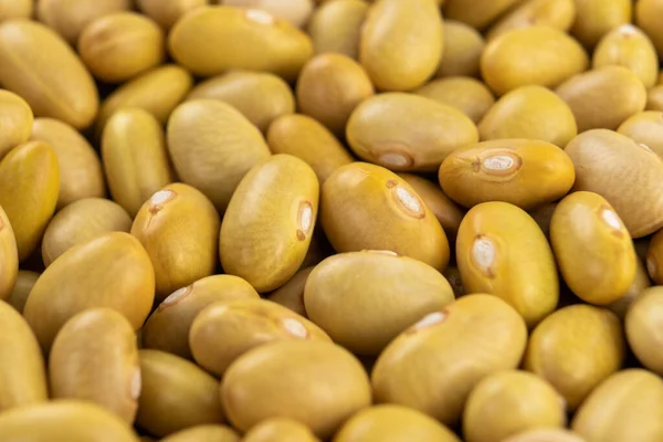 ローカナリー ペルー産 黄色の豆 ドライペルアノのマメ科植物 マクロ — ストック写真
