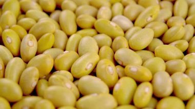 Çiğ Kanarya (Peru) sarı fasulye. Kuru peruano baklagiller. Makro. Döndürme