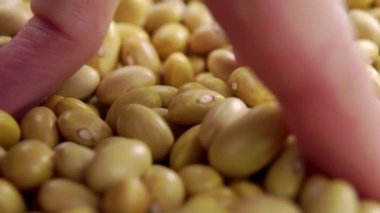 Çiğ kanarya (Peru) sarı fasulye elinden düşer. Kuru peruano baklagiller. Makro. Yavaş çekim