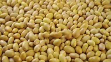 Çiğ Kanarya (Peru) sarı fasulyeleri yavaş çekimde düşüyor. Kuru pişmemiş peruano baklagiller. Kapatın. Döndürme