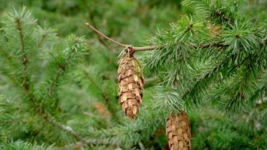 Douglas köknar dalında kozalaklı kozalak. Yeşil taze yeşil iğneleri var. Doğanın güzelliği konsepti. Pseudotsuga menziesii