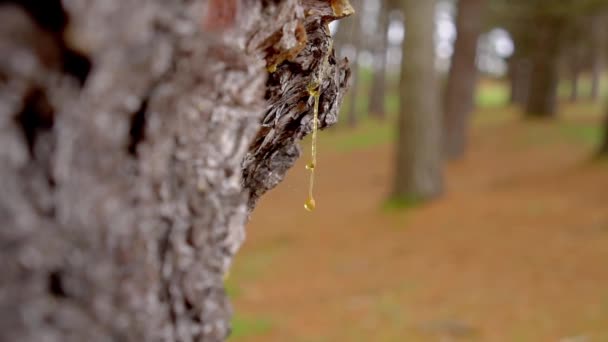 琥珀树脂在森林里 松树树干树皮上的化石化的沥青 石化下降 靠近点 — 图库视频影像