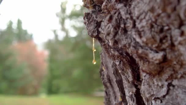Bärnsten Harts Skogen Fossiliserad Beck Bark Från Barkstam Förstenad Droppe — Stockvideo