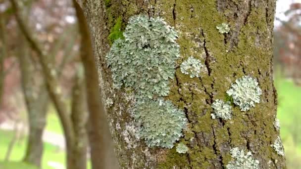 Fungo Muschio Sulla Struttura Della Corteccia Degli Alberi Vicino Nel — Video Stock