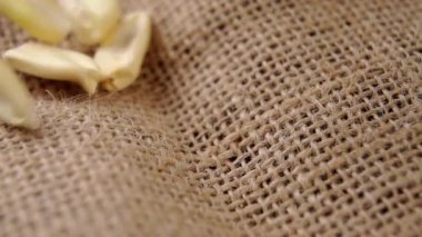 Kavrulmuş bir çuval bezine düşen mısır tohumları. Kurutulmuş mısır. Makro. Yavaş çekim