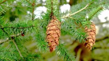 Douglas köknar konisi, her zaman yeşil olan ağacın yeşil dalında. Oregon Çamı