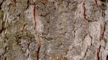 Yaşlı çam ağacı gövdesi kabuğu ve karmaşık çatlak dokusu.