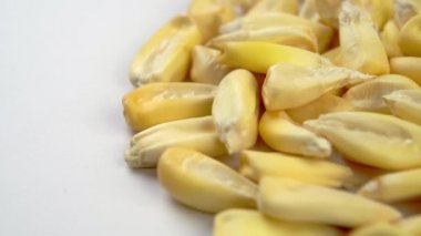 Beyaz bir tabakta kurutulmuş mısır taneleri. Kuru mısır tohumları. Makro. Döndürme