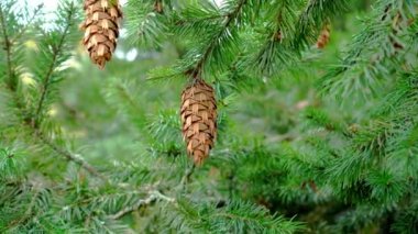 Douglas köknar konisi, her zaman yeşil olan ağacın yeşil dalında. Oregon Çamı