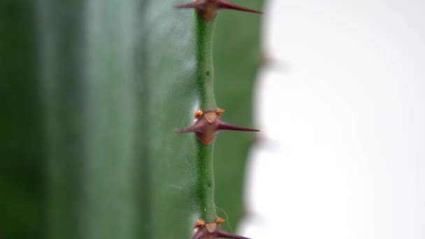 Espinas Cactus Spurge Euphorbia Sobre Espina Planta Tropical Verde Picos — Vídeo de stock