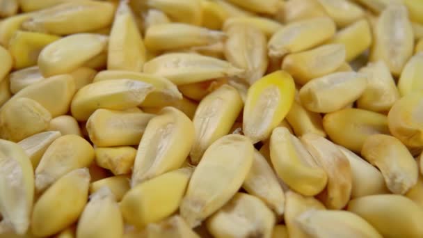 Grãos Milho Cancha Secos Fecham Sementes Milho Seco Macro Rotação — Vídeo de Stock