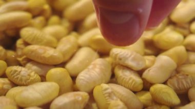 Çiğ Peru fasulyesi kasede suya batırılmış. El ağır çekimde çeker. Meksika baklagilleri pişiriyorum. Kapat.