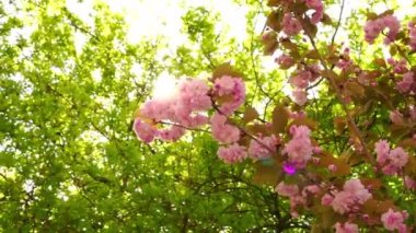 Pembe mi? Ağacın üzerinde güneş ışınlarıyla çiçek açar. Güneşli bir günde güzel sakura çiçekleri