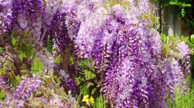 Mavi salkım çiçeği. Bahçede tomurcuklanıyor. Japon parkında güzel çiçek sarmaşıkları