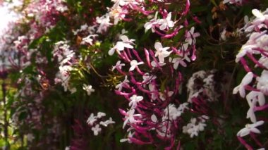 Bahçe çitlerinde çiçek açan pembe yasemin çiçekleri. Jasminum polyanthum. Kapat.