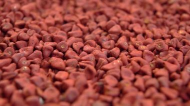 Tohumlara ulaş. Annatto taneleri. Yemek pişirmek için doğal kırmızı boya. Meksika baharatı. Makro. Döndürme