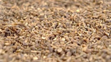 Kurutulmuş anason tohumu yakından. Anasonlu kuru baharat. Makro. Döndürme