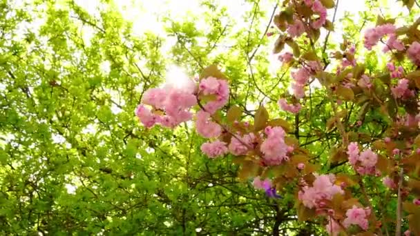 Sakura Bloeien Met Groene Bladeren Tak Roze Kersenbloesem — Stockvideo