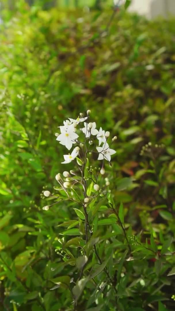 Solanum Laxum Jasmine Nightshade Λευκό Λουλούδι Στο Σύμπλεγμα Αμπελώνας Πατάτας — Αρχείο Βίντεο