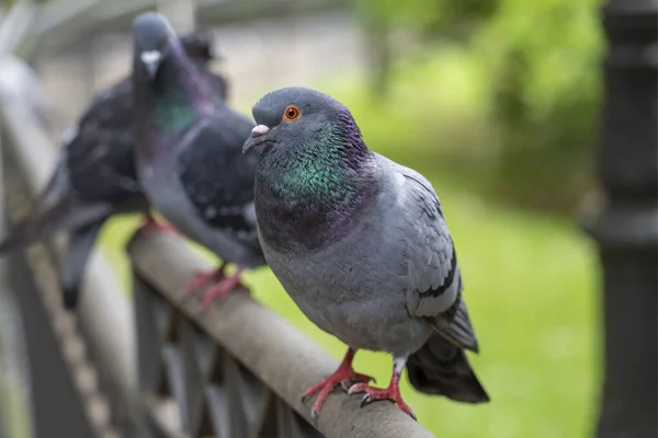 Wild urban street pigeon in the park. Gray dove close up