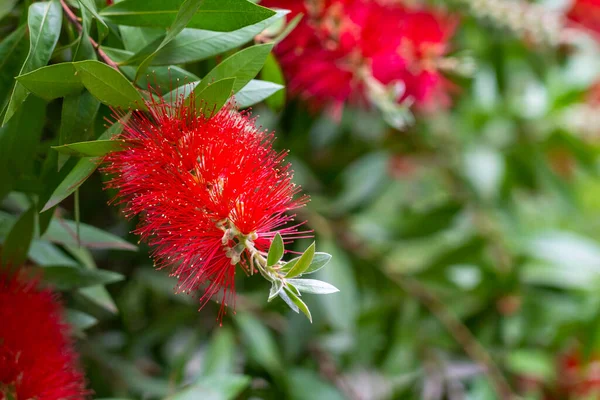 Cepillo Botella Flor Roja Callistemon Cerca Arbusto Australiano Ornamental Jardín — Foto de Stock