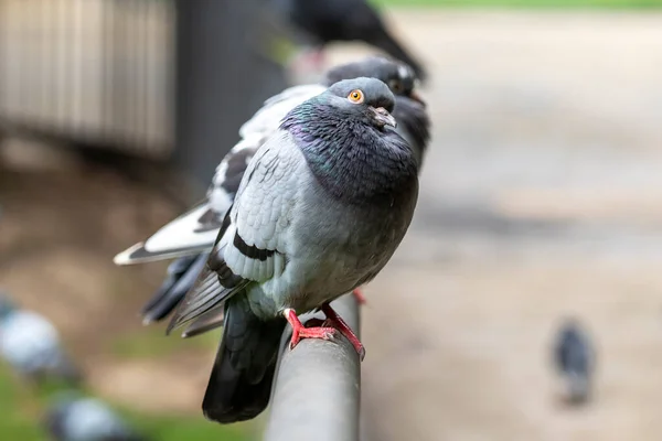 Beautiful urban pigeon in a group of gray doves in the park. Looking up